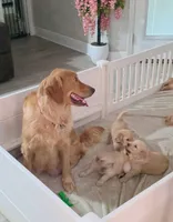 AKC Gray Collar Boy Golden Retriever puppy , a male Golden Retriever for sale in Pace, FL – 4 of 8