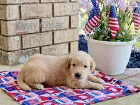 AKC Gray Collar Boy Golden Retriever puppy , a male Golden Retriever for sale in Pace, FL – 3 of 8