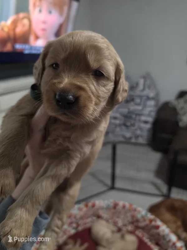 Golden Retriever Boy Peaches Boy dark green collar  – Golden Retriever puppy for sale in Pace, FL