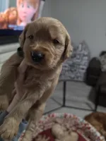 Golden Retriever Boy Peaches Boy dark green collar , a male Golden Retriever for sale in Pace, FL – 1 of 10