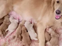 Golden Retriever Girl Honeys litter, a female Golden Retriever for sale in Pace, FL – 1 of 6