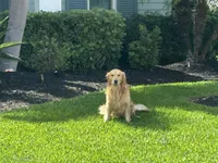 Golden Retriever Boy Honeys litter , a male Golden Retriever for sale in Pace, FL – 5 of 6