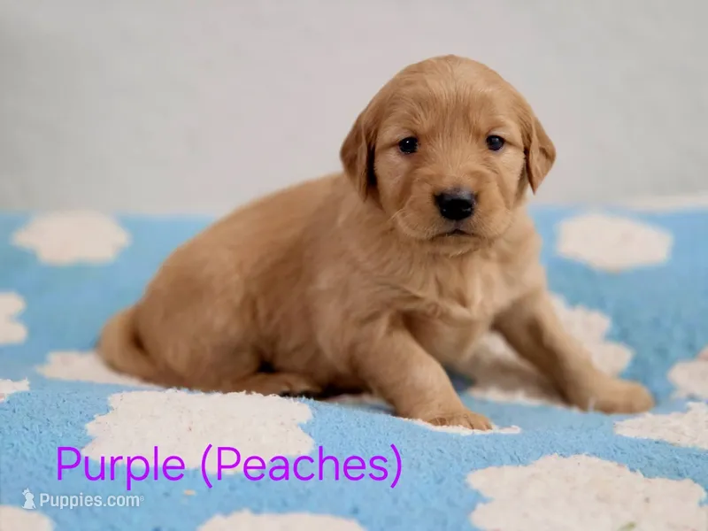Golden retriever puppy Peaches darker color girl – Golden Retriever puppy for sale in Pace, FL