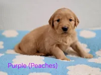Golden retriever puppy Peaches darker color girl, a female Golden Retriever for sale in Pace, FL – 1 of 10