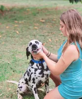 Akc Dalmatian puppy's Ready EASTER, a male Dalmatian for sale in Pace, FL – Photo 3 of 10