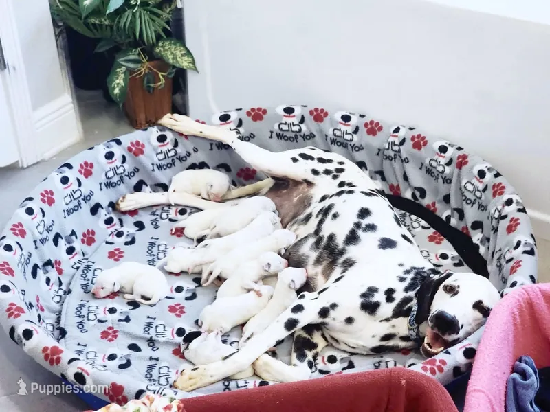 Akc Dalmatian puppy's Ready EASTER