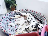 Akc Dalmatian puppy's Ready EASTER, a male Dalmatian for sale in Pace, FL – Photo 1 of 10