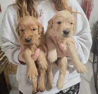 Golden Retriever Girl Peaches girl 1 (Lighter), a female Golden Retriever for sale in Pace, FL – 2 of 8