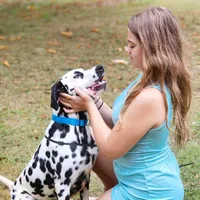 Akc Dalmatian ready EASTER, a female Dalmatian for sale in Pace, FL – Photo 9 of 10