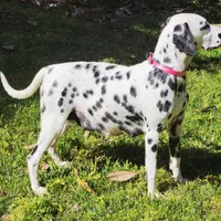 Akc Dalmatian ready EASTER, a female Dalmatian for sale in Pace, FL – Photo 5 of 10