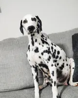 processed/ecd9f951-ca68-486e-88fd-1e18b7ae7c3d/listing/badadcd8-cf5e-44e7-931c-419974048978/8b2fbdda-0888-4db5-9a93-1ed8faf741e7