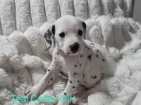 Akc Dalmatian ready EASTER, a female Dalmatian for sale in Pace, FL – Photo 1 of 10