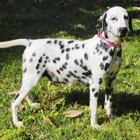 Akc Dalmatian ready EASTER, a female Dalmatian for sale in Pace, FL – Photo 4 of 10