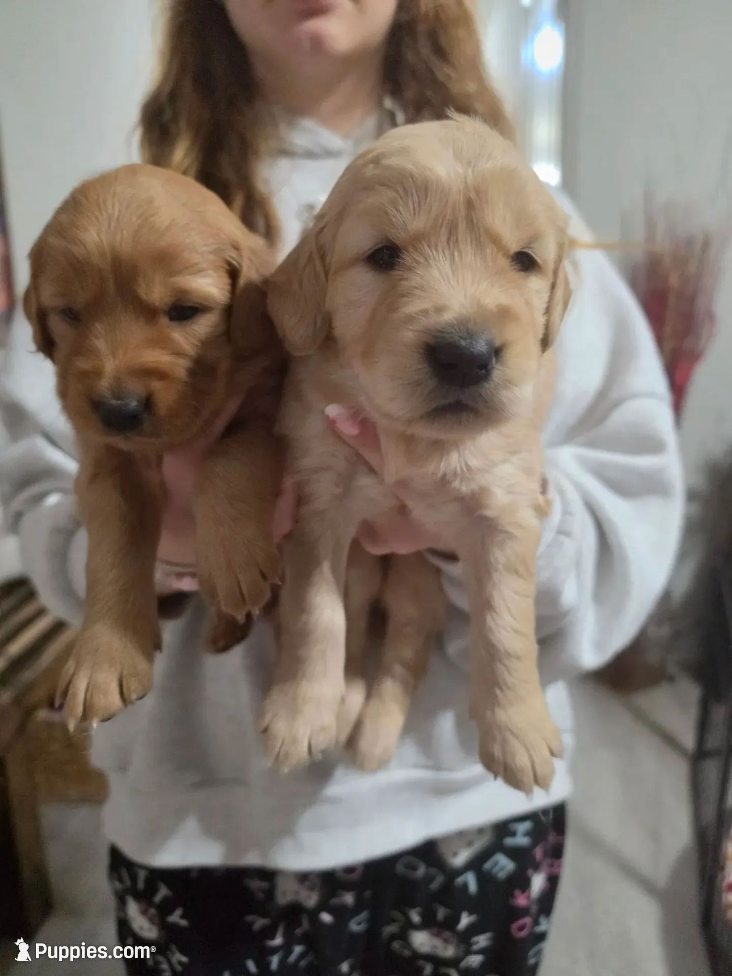 Golden retriever puppy Peaches darker color girl, a female Golden Retriever for sale in Pace, FL – 2 of 10