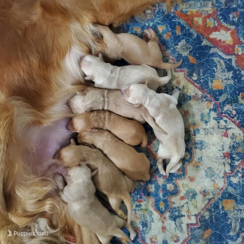 Golden Retriever Boy Peaches Litter – Golden Retriever puppy for sale in Pace, FL