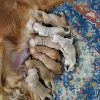 Golden Retriever Boy Peaches Litter, a male Golden Retriever for sale in Pace, FL – 1 of 5