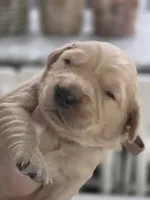 Golden Retriever Penny's brown collar boy, a male Golden Retriever for sale in Pace, FL – 2 of 10