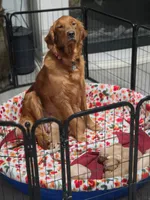 Golden Retriever Girl Peaches Litter, a female Golden Retriever for sale in Pace, FL – 4 of 4