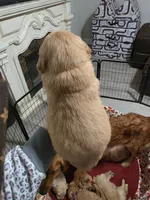 Golden Retriever Boy Peaches Boy dark green collar , a male Golden Retriever for sale in Pace, FL – 2 of 10