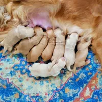 Golden retriever puppy Peaches darker color girl, a female Golden Retriever for sale in Pace, FL – 9 of 10