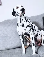 Akc Dalmatian puppy READY EASTER, a female Dalmatian for sale in Pace, FL – Photo 8 of 9