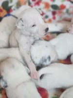 Akc Dalmatian puppy READY EASTER, a female Dalmatian for sale in Pace, FL – Photo 3 of 9