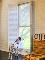 Akc Dalmatian puppy READY EASTER, a female Dalmatian for sale in Pace, FL – Photo 2 of 9