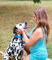 Akc Dalmatian puppy READY EASTER, a female Dalmatian for sale in Pace, FL – Photo 9 of 9