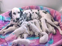 Akc Dalmatian puppy READY EASTER, a female Dalmatian for sale in Pace, FL – Photo 1 of 9