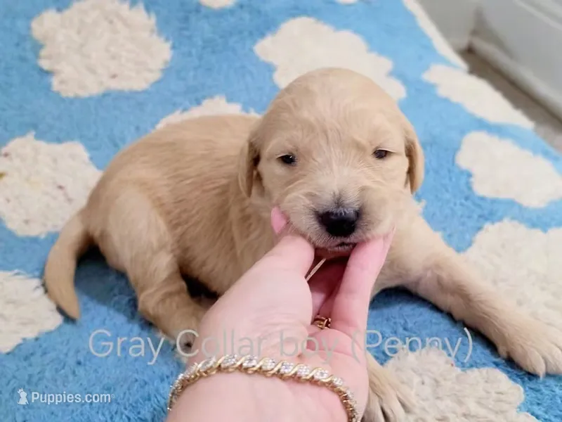 AKC Gray Collar Boy Golden Retriever puppy  – Golden Retriever puppy for sale in Pace, FL