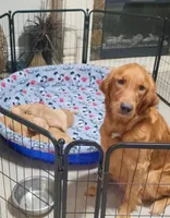 Golden retriever puppy Peaches darker color girl, a female Golden Retriever for sale in Pace, FL – 10 of 10