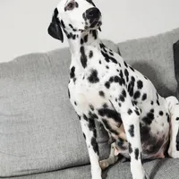 AkC Dalmatian ready EASTER, a female Dalmatian for sale in Pace, FL – Photo 3 of 10