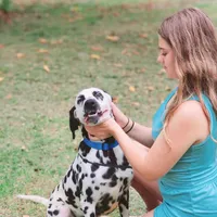 AkC Dalmatian ready EASTER, a female Dalmatian for sale in Pace, FL – Photo 8 of 10