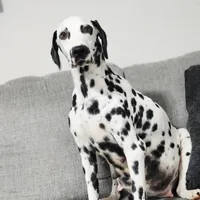 AkC Dalmatian ready EASTER, a female Dalmatian for sale in Pace, FL – Photo 5 of 10