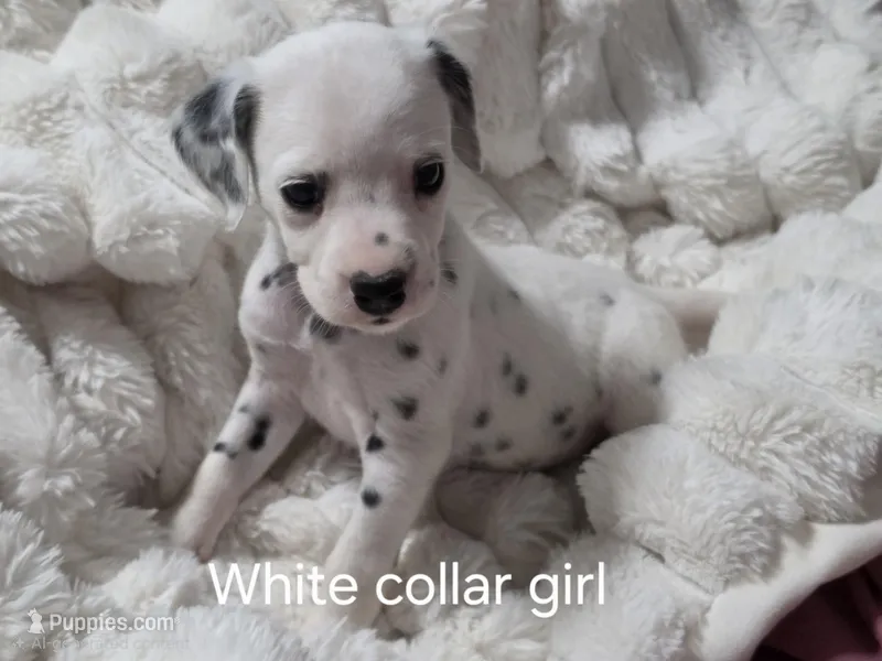 AkC Dalmatian ready EASTER – Dalmatian puppy for sale in Pace, FL