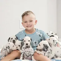 AkC Dalmatian ready EASTER, a female Dalmatian for sale in Pace, FL – Photo 2 of 10