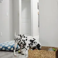 AkC Dalmatian ready EASTER, a female Dalmatian for sale in Pace, FL – Photo 6 of 10