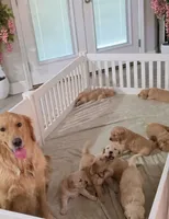 AKC Gray Collar Boy Golden Retriever puppy , a male Golden Retriever for sale in Pace, FL – 8 of 8