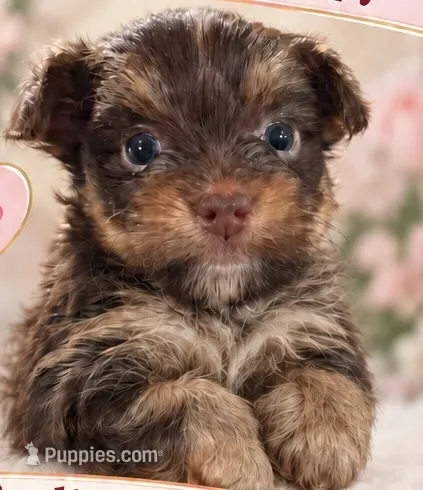 AKC Bruno – Yorkshire Terrier puppy for sale in Dibble, OK