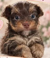 AKC Bruno, a male Yorkshire Terrier for sale in Dibble, OK – 1 of 2