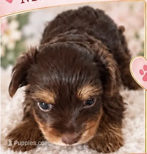 AKC Bruno – Yorkshire Terrier puppy for sale in Blanchard, OK