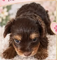 AKC Bruno, a male Yorkshire Terrier for sale in Dibble, OK – 2 of 2