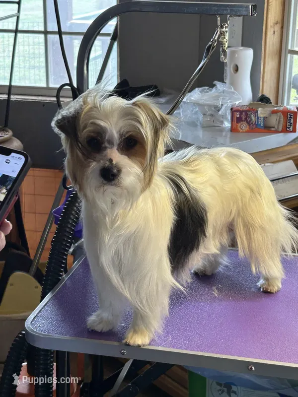 Pretzel – Yorkshire Terrier puppy for sale in Dibble, OK