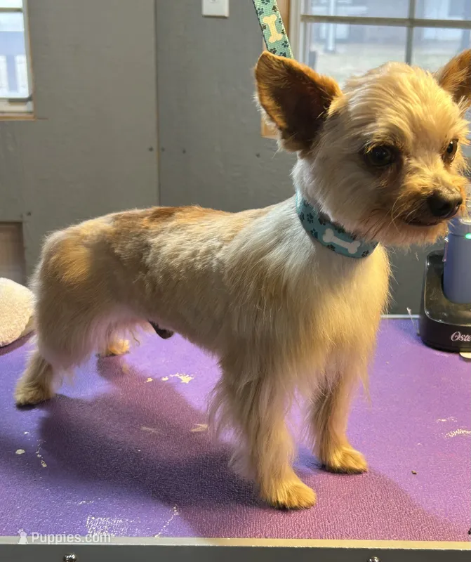 Midas – Yorkshire Terrier puppy for sale in Blanchard, OK