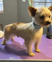 Midas, a male Yorkshire Terrier for sale in Blanchard, OK – 1 of 1