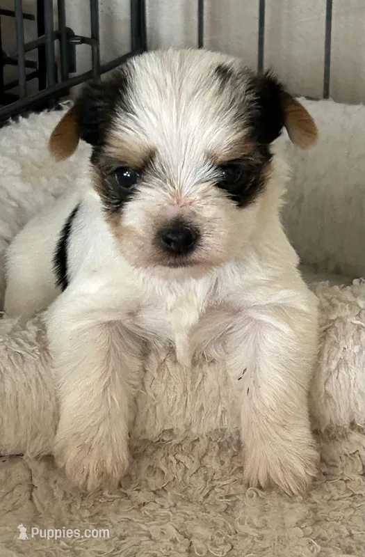 Parti girl – Yorkshire Terrier puppy for sale in Dibble, OK