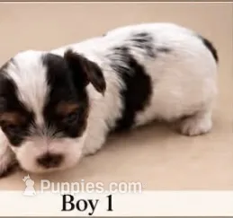 AKC Gorgeous  – Yorkshire Terrier puppy for sale in Dibble, OK