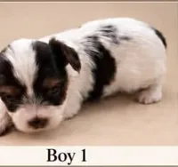 AKC Gorgeous , a male Yorkshire Terrier for sale in Dibble, OK – 1 of 1