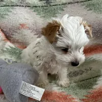 AKC Snowman, a male Yorkshire Terrier for sale in Dibble, OK – Photo 1 of 3