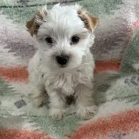 AKC Snowman, a male Yorkshire Terrier for sale in Dibble, OK – Photo 2 of 3